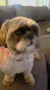 adoptable Dog in  named Maks