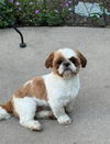 Rudy
