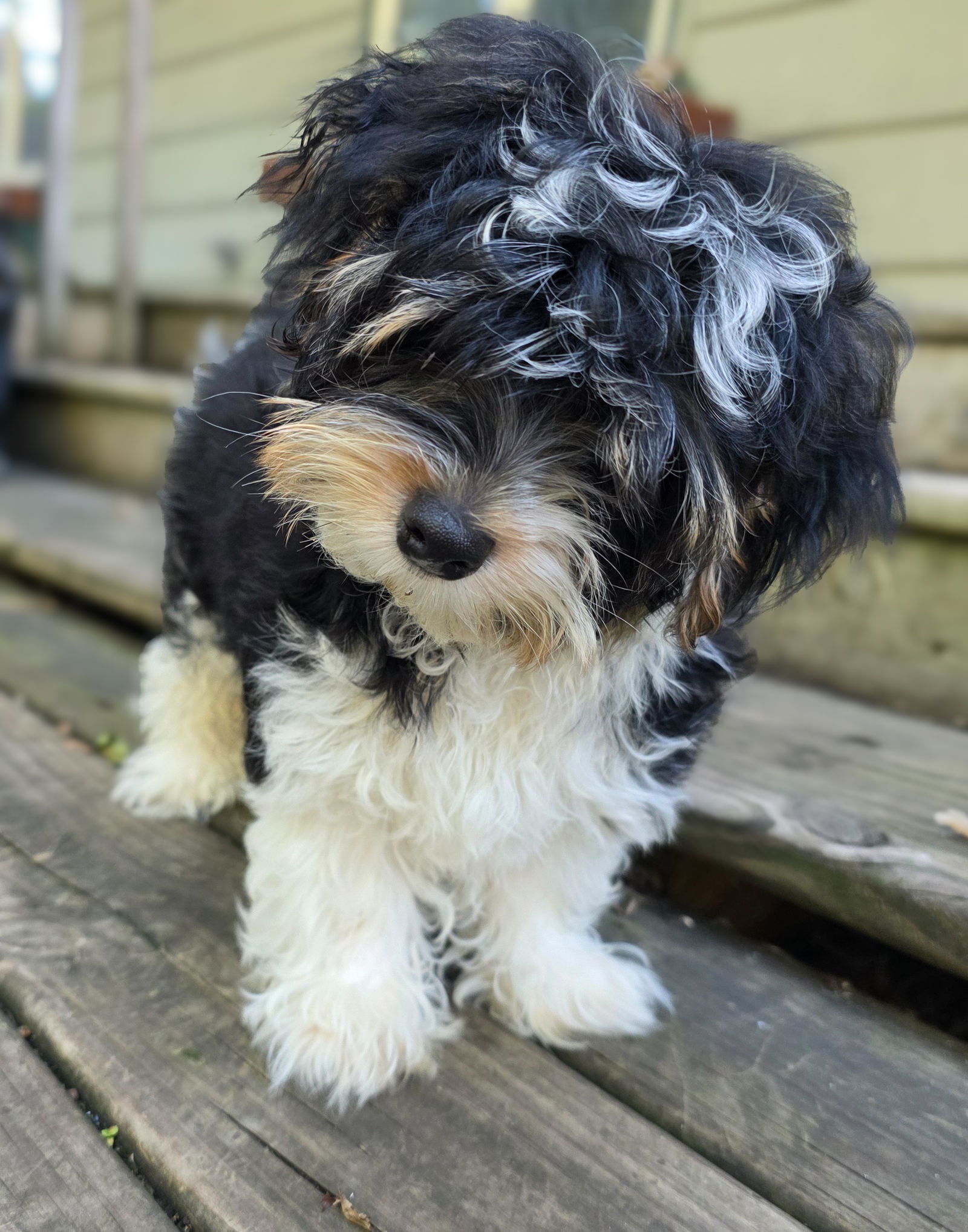 adoptable Dog in Minneapolis, MN named Zipper