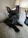adoptable Dog in minneapolis, MN named Bobbin