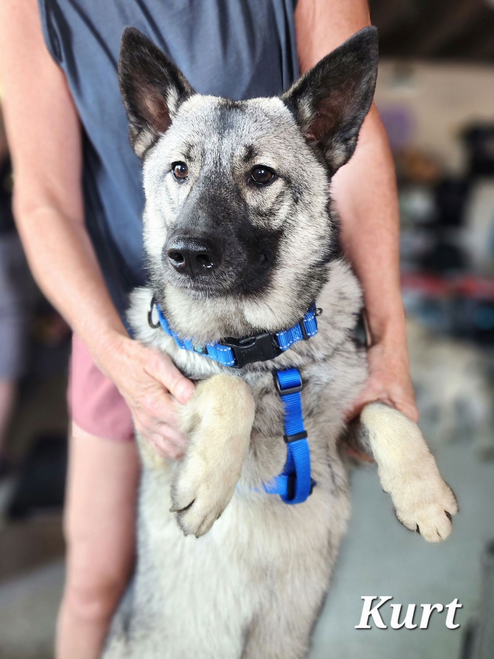 adoptable Dog in Minneapolis, MN named Kurt