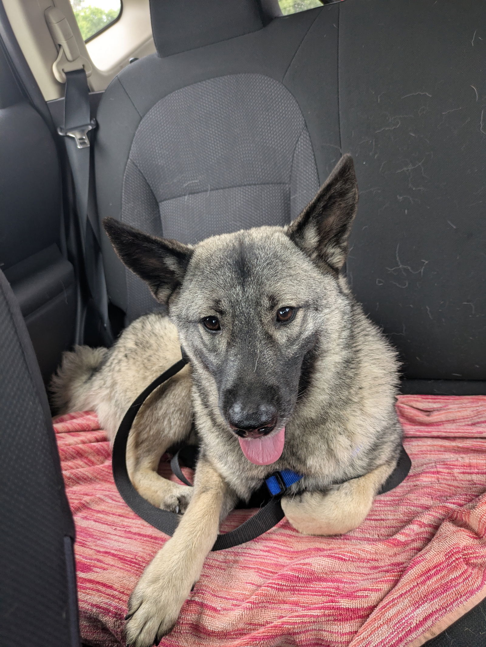 adoptable Dog in Minneapolis, MN named Kurt