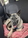 adoptable Dog in minneapolis, MN named Kurt