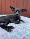 adoptable Dog in , MN named Pocket