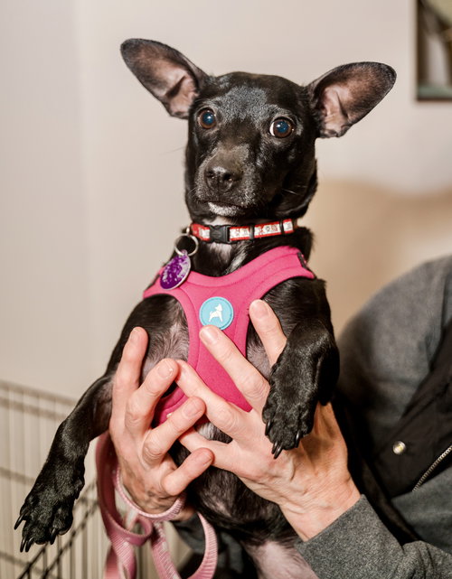 DAPHNE GREENGRASS - Chihuahua / Dachshund available for adoption