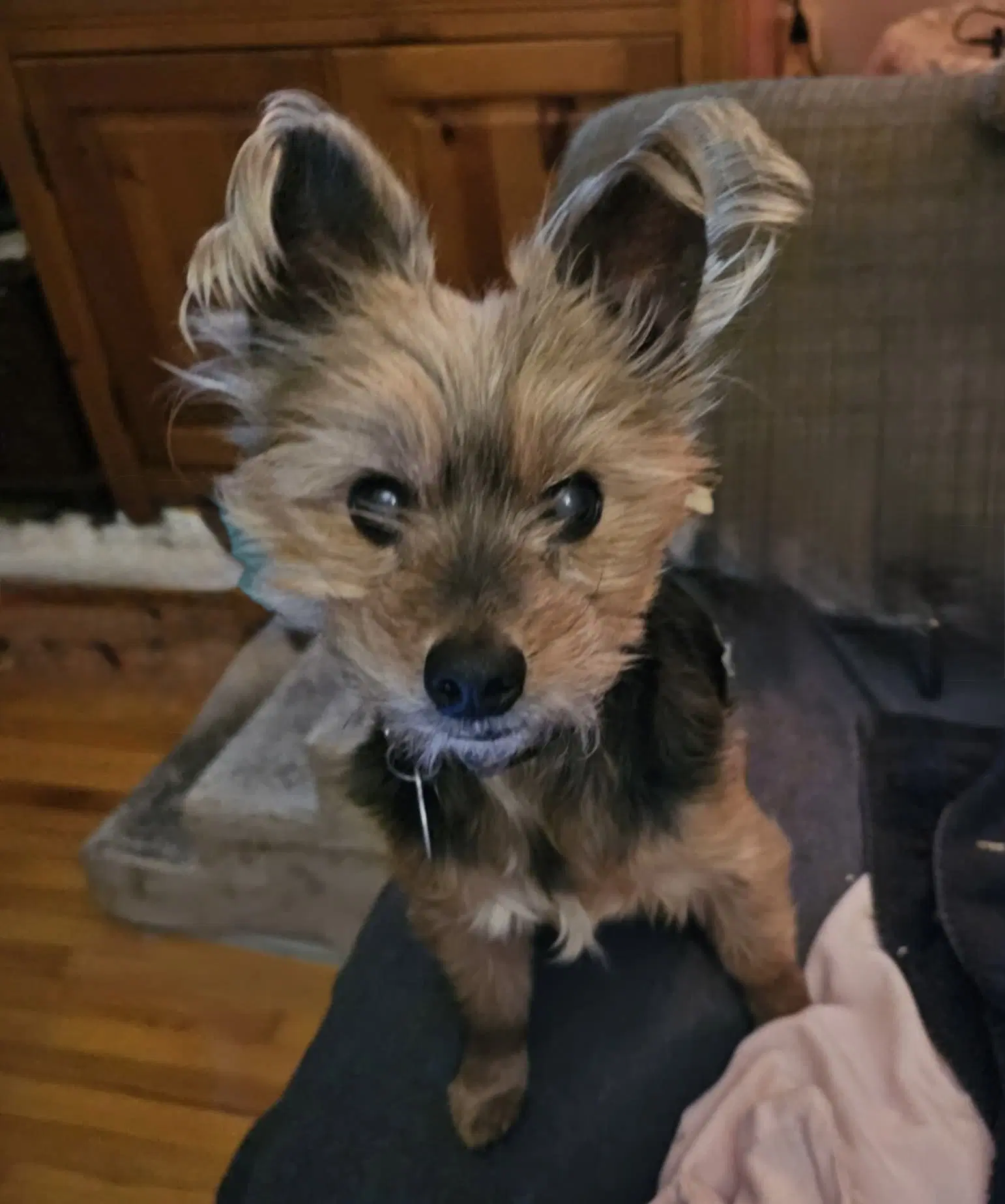 Mcfly - Yorkshire Terrier Yorkie