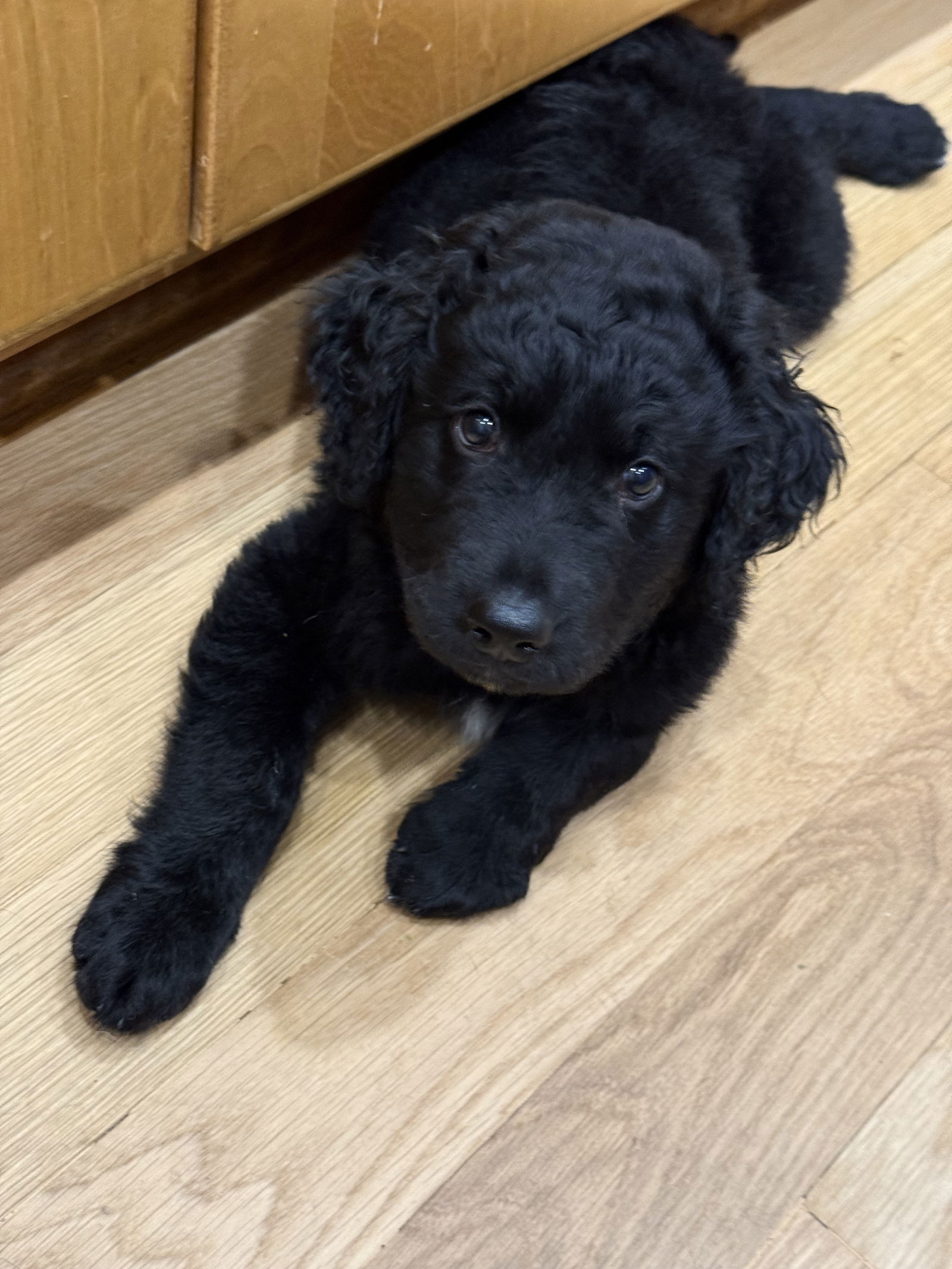 adoptable Dog in Minneapolis, MN named Pepper