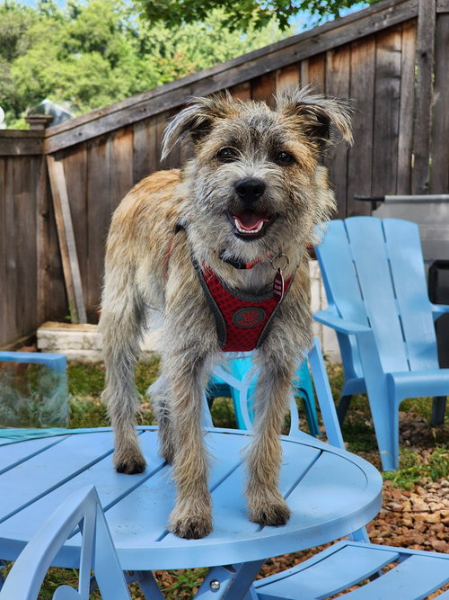 picture of the dog needing adoption
