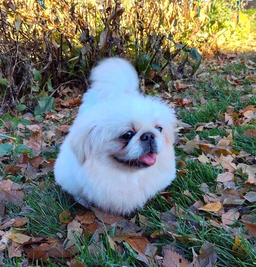picture of the dog needing adoption