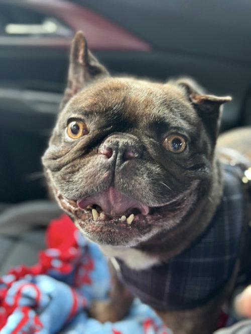 picture of the dog needing adoption