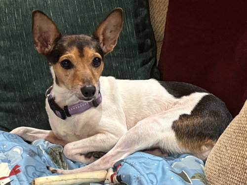 picture of the dog needing adoption