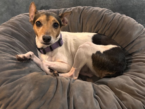 Photo of Trixie