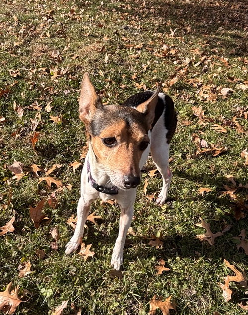 Photo of Trixie