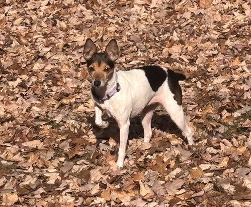 Photo of Trixie