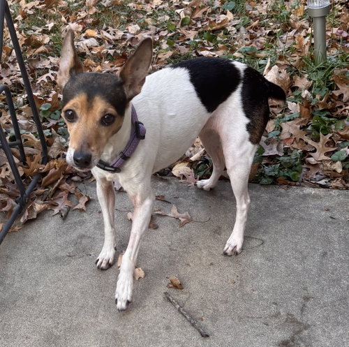 Photo of Trixie
