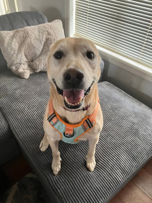 DAISY - Yellow Labrador Retriever / Pit Bull Terrier available for adoption