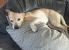 Daisy - Photo 3