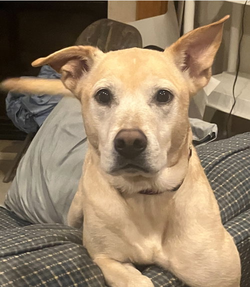 DAISY - Yellow Labrador Retriever / Pit Bull Terrier available for adoption