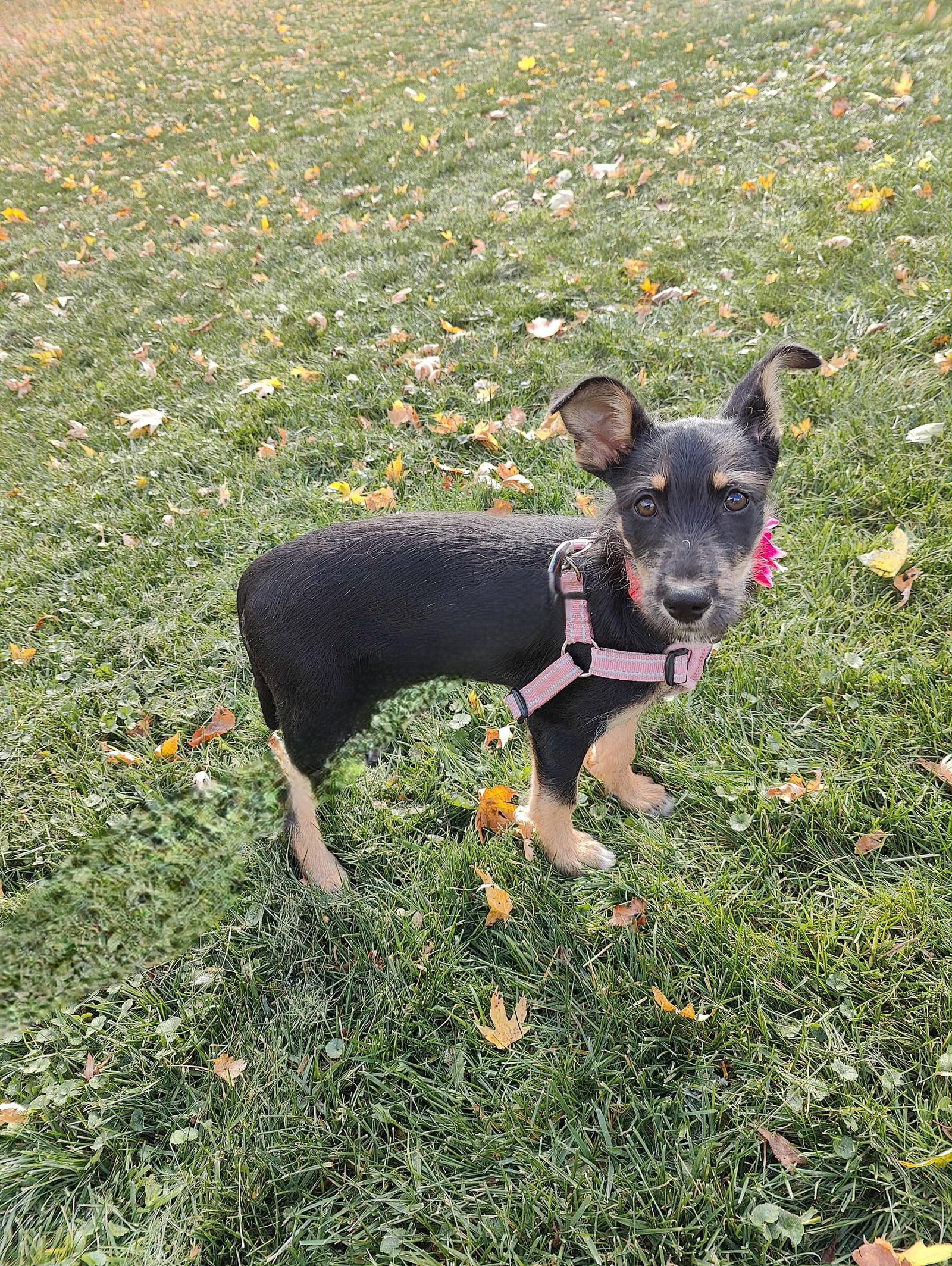 Elodie