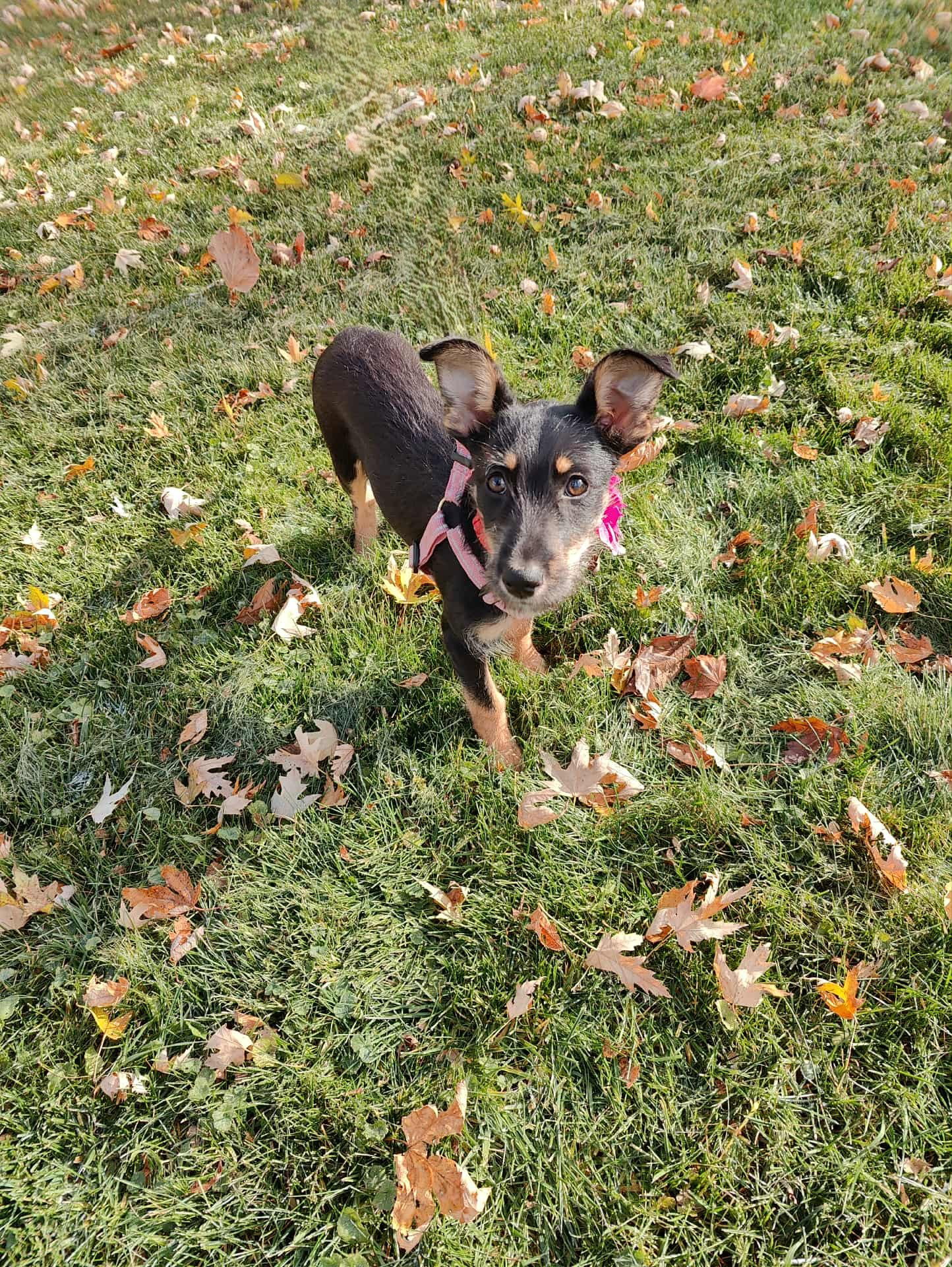 Elodie