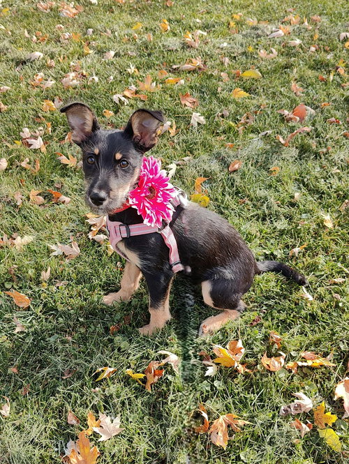 picture of the dog needing adoption