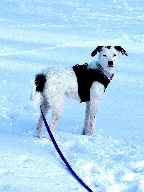 KELLY - American Pit Bull Terrier / Poodle (Standard) available for adoption