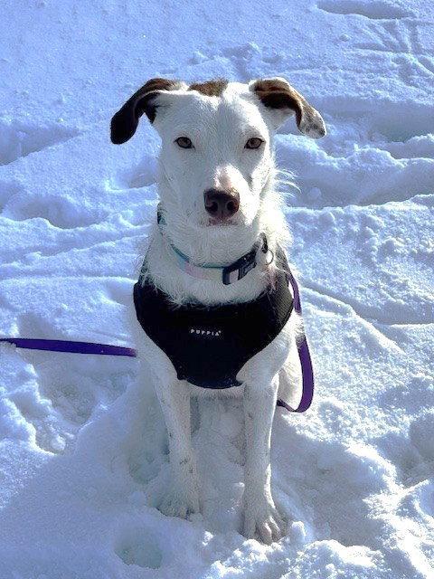 KELLY - American Pit Bull Terrier / Poodle (Standard) available for adoption