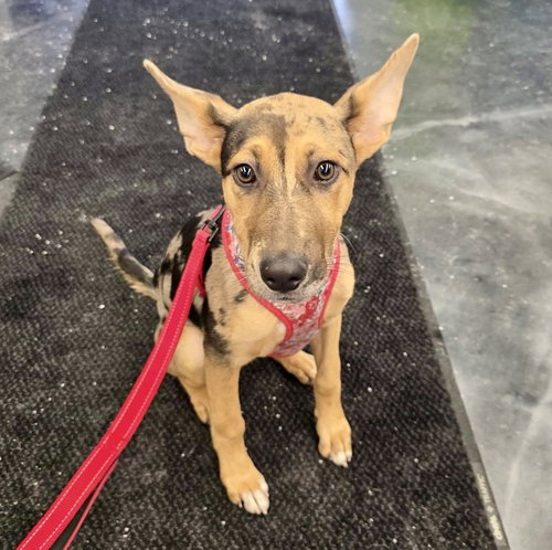 picture of the dog needing adoption