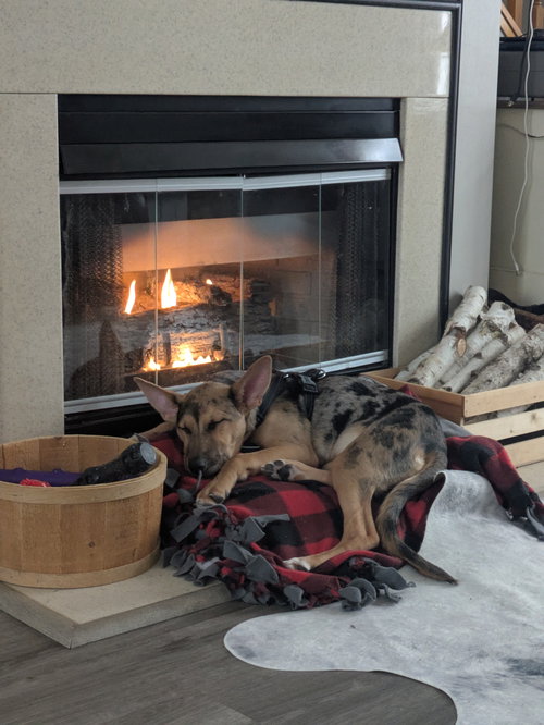 SHAYLEE - Catahoula Leopard Dog available for adoption