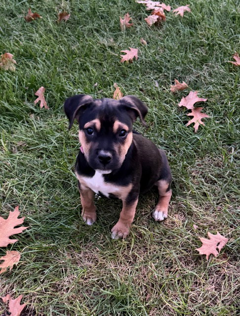picture of the dog needing adoption