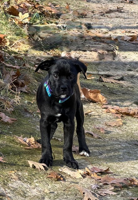 picture of the dog needing adoption