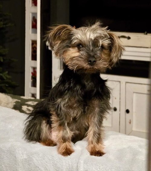 MATCHA - Yorkshire Terrier Yorkie / Poodle (unknown type) available for adoption