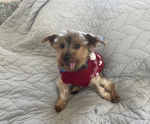 ALBANY - Maltese / Yorkshire Terrier Yorkie available for adoption