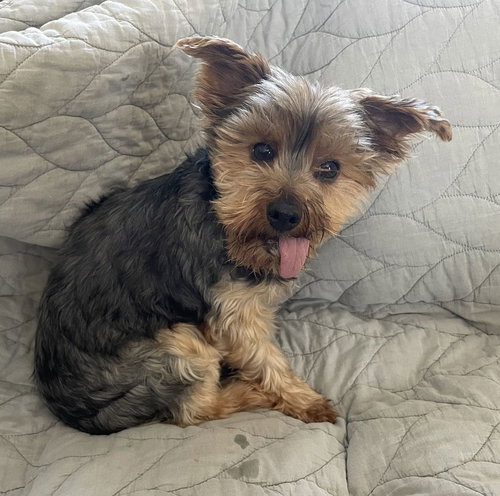 picture of the dog needing adoption