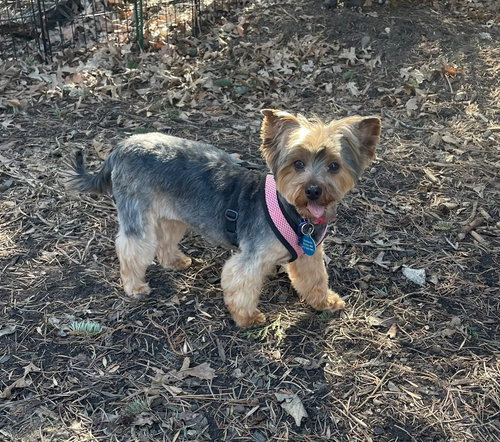 ALBANY - Yorkshire Terrier Yorkie / Maltese available for adoption