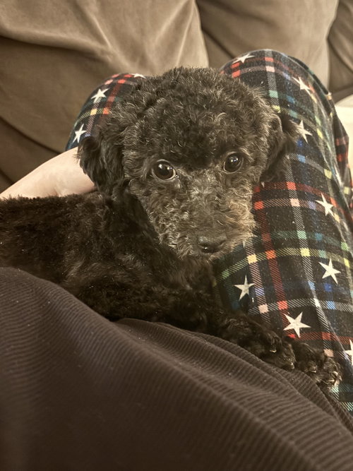HONOLULU - Poodle (Toy) available for adoption