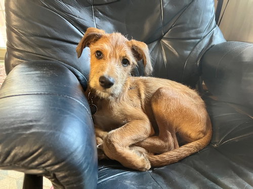 picture of the dog needing adoption