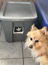 Milo - Photo 6