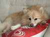 Milo - Photo 3