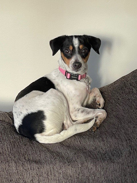 picture of the dog needing adoption