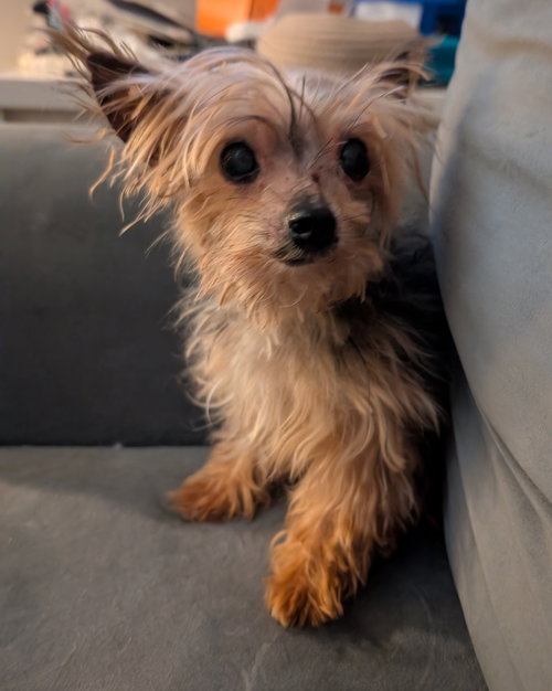 Fritz — thumbnail 5
