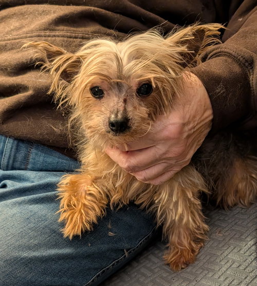 Fritz — thumbnail 2