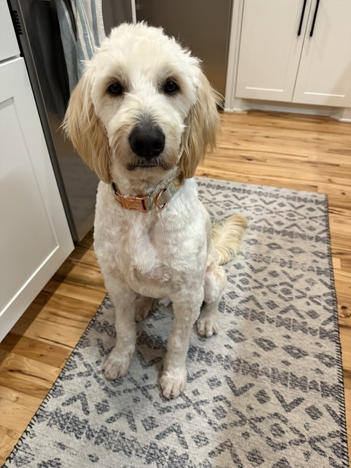 picture of the dog needing adoption