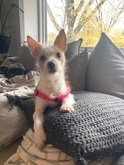 picture of the dog needing adoption