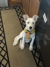 Sammie - Photo 9