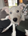 Sammie - Photo 10
