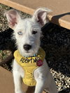 Sammie - Photo 11