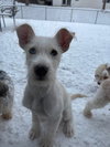 Sammie - Photo 6
