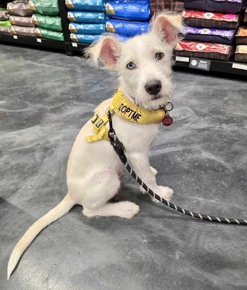 picture of the dog needing adoption
