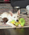 Sammie - Photo 2